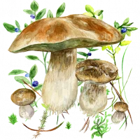 Mushrooms app