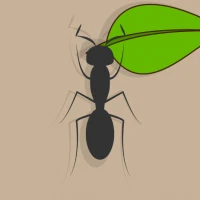Ant Kingdom: Colony Life